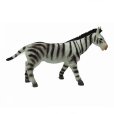 Divoké zvieratá Zebra