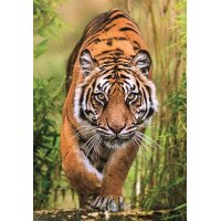 Puzzle 1000 – Tiger