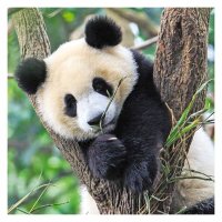 Puzzle 3x49 - Panda, tiger a lev