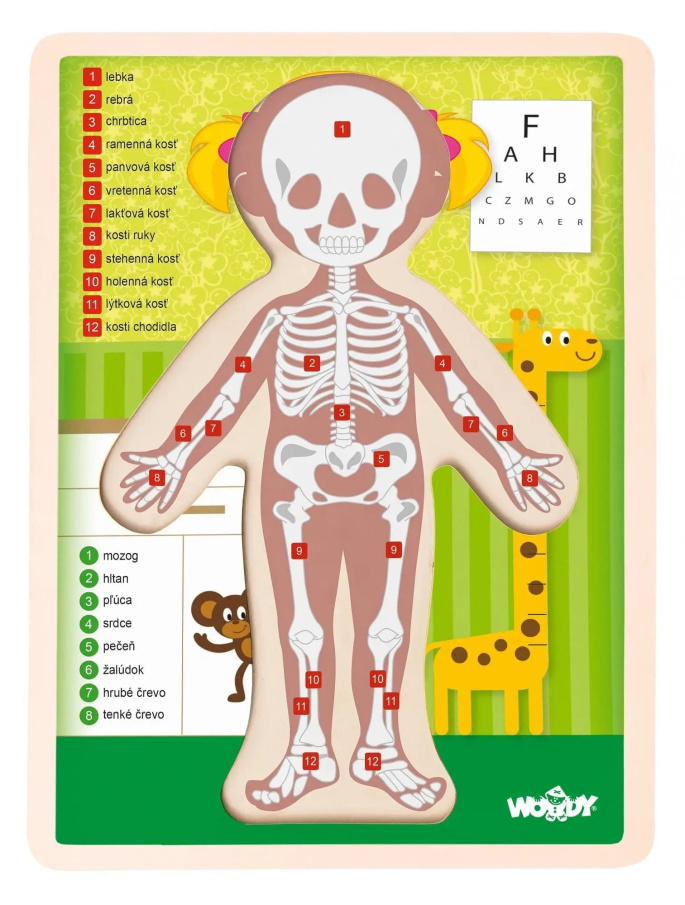 Puzzle – Ľudské telo dievča