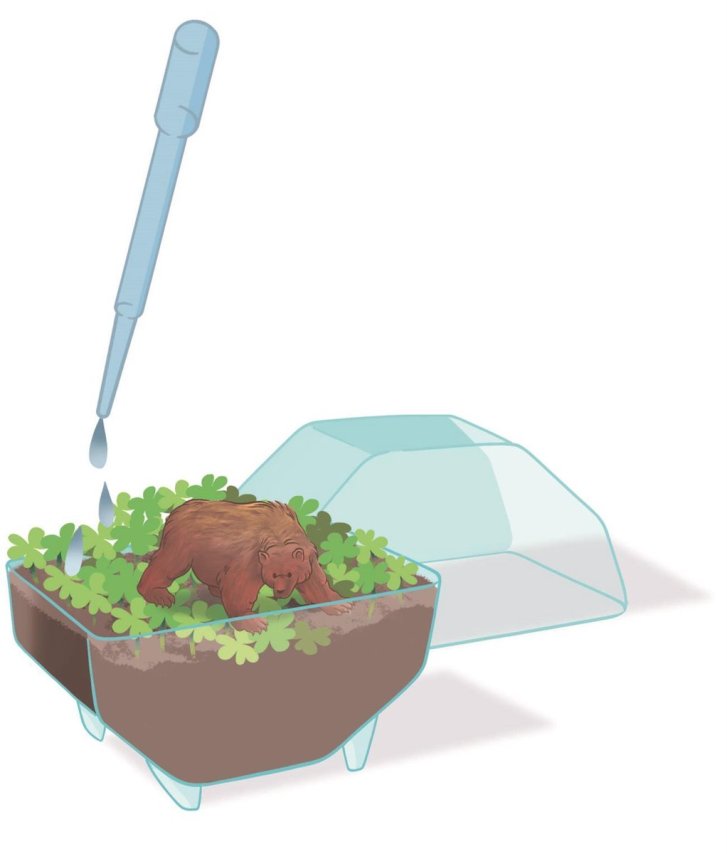 Mini terárium - Medveď