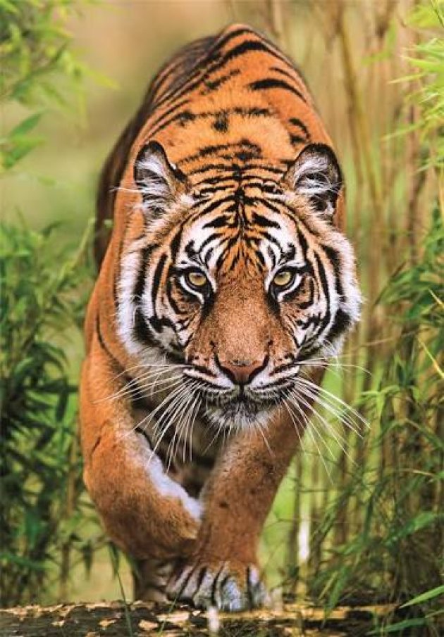 Puzzle 1000 – Tiger