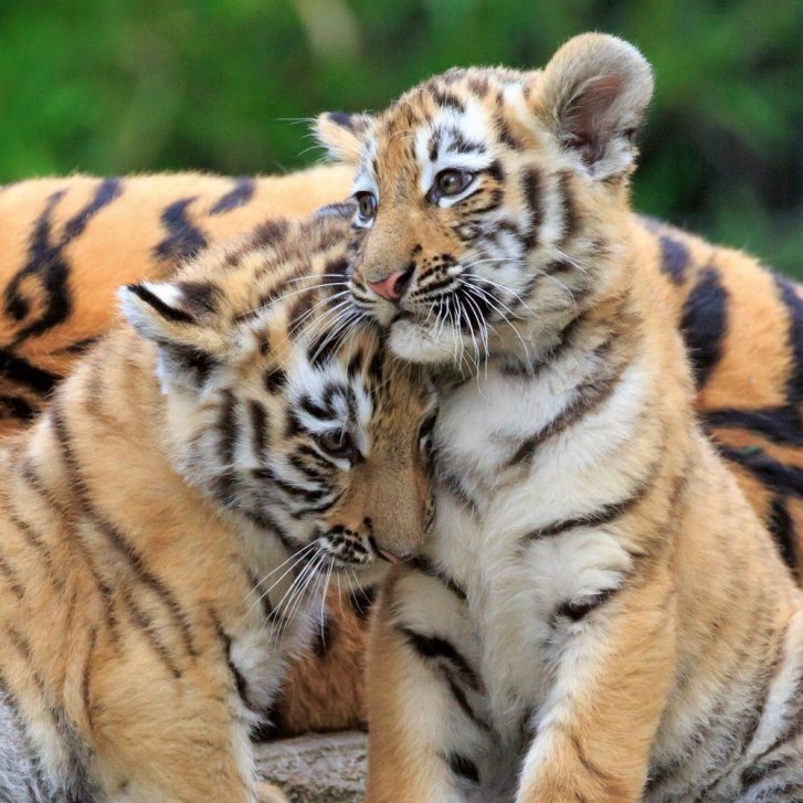 Puzzle 3x49 - Panda, tiger a lev