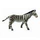 Divoké zvieratá Zebra