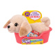 Little Live Pets - Psík Buddy